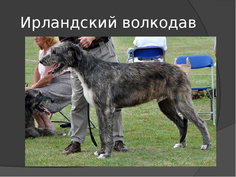 Бурят-монгольский волкодав (хотошо): фото и описание
бурят-монгольский волкодав (хотошо): фото и описание