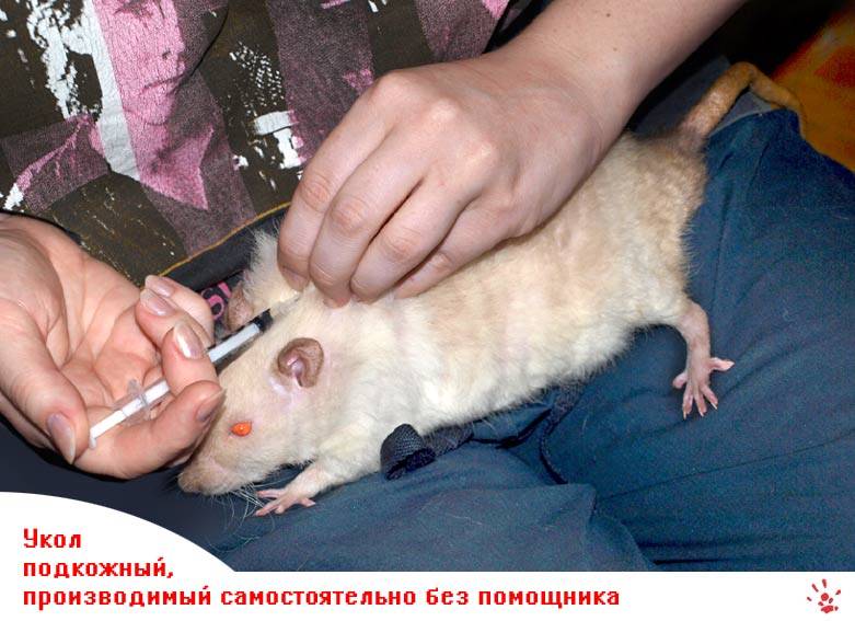 Усыпление домашней крысы