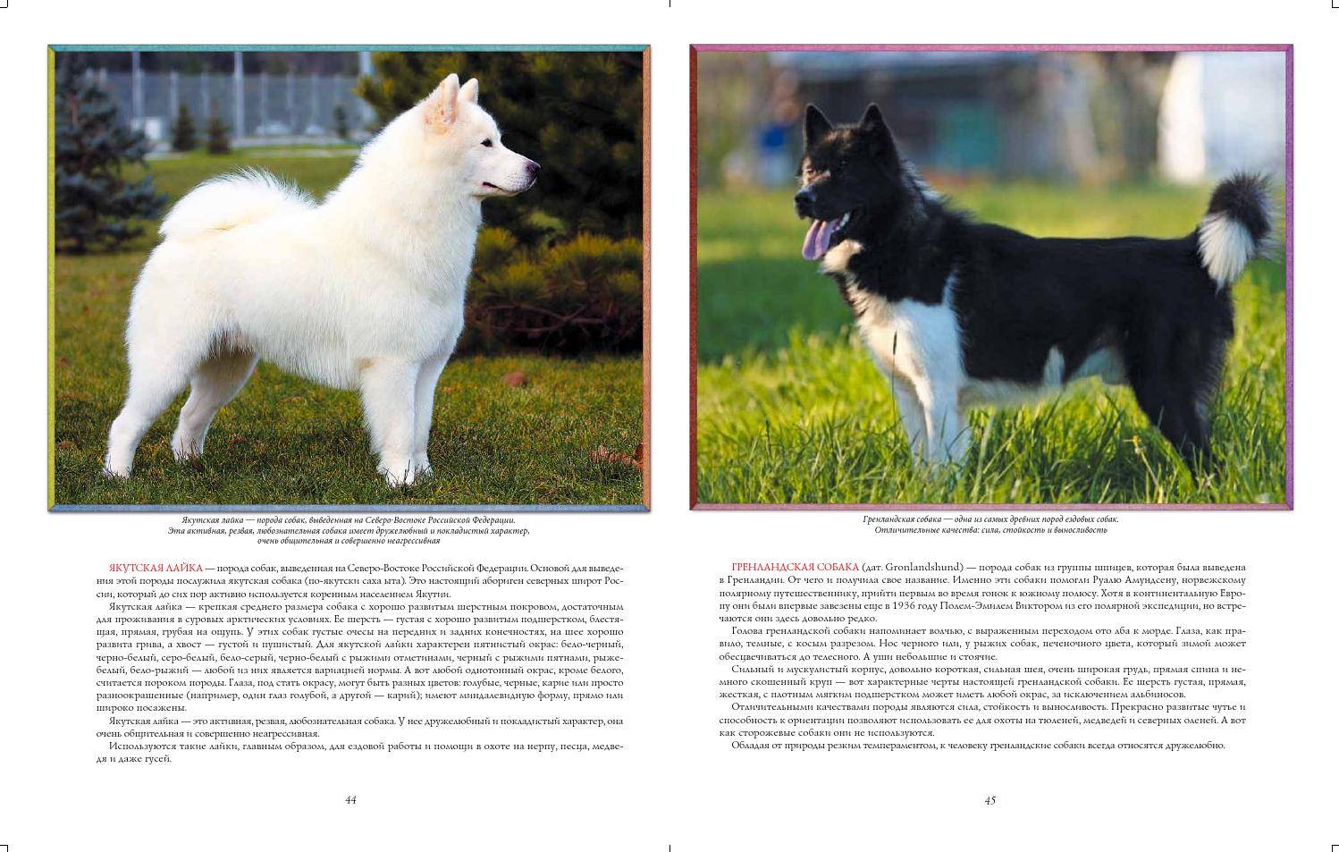 Собака лайка — характеристика вида: какие породы бывают, чем они похожи и в чём отличия
