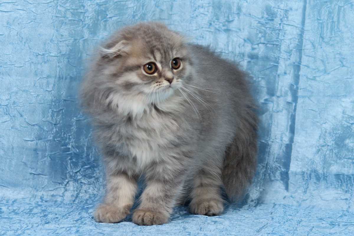 Кошки редкой породы хайленд-фолд (длинношерстные шотландцы)