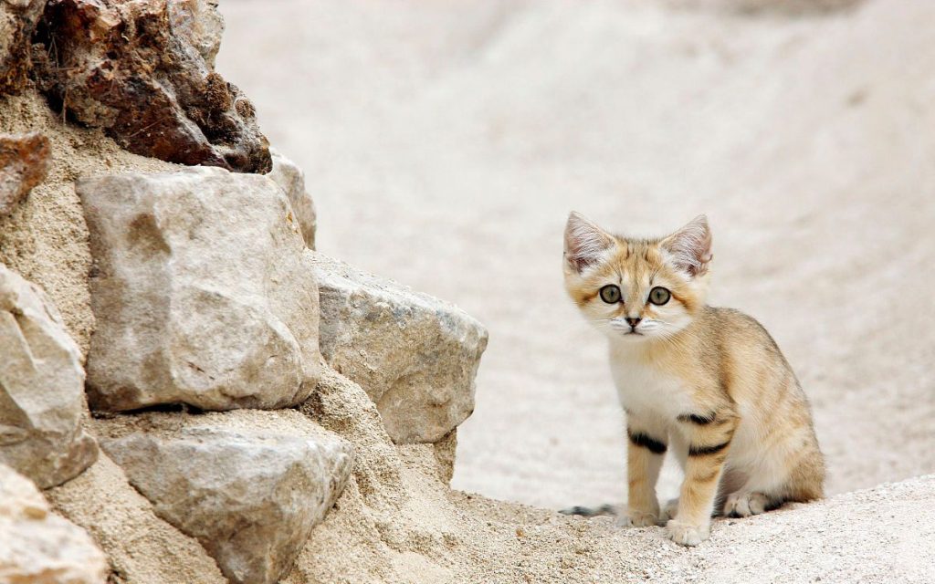 Кошка пустыни. Барханный кот. Барханный песчаный кот. Барханный кот пустыни. Барханный кот котята.