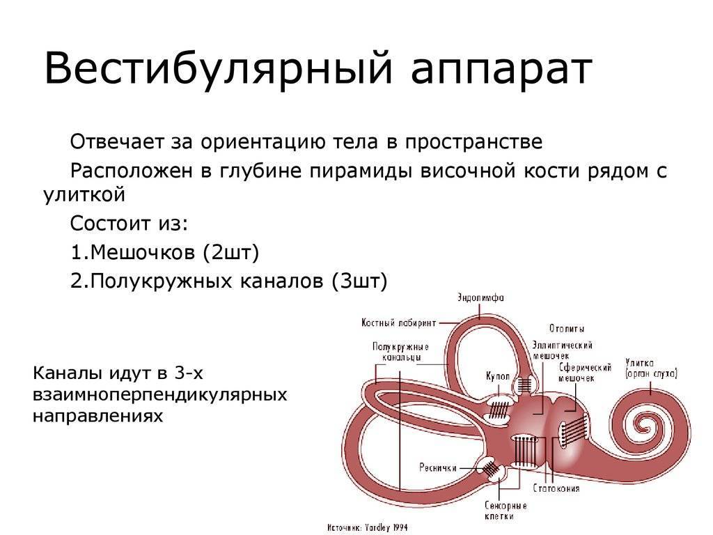 Вестибулярный синдром