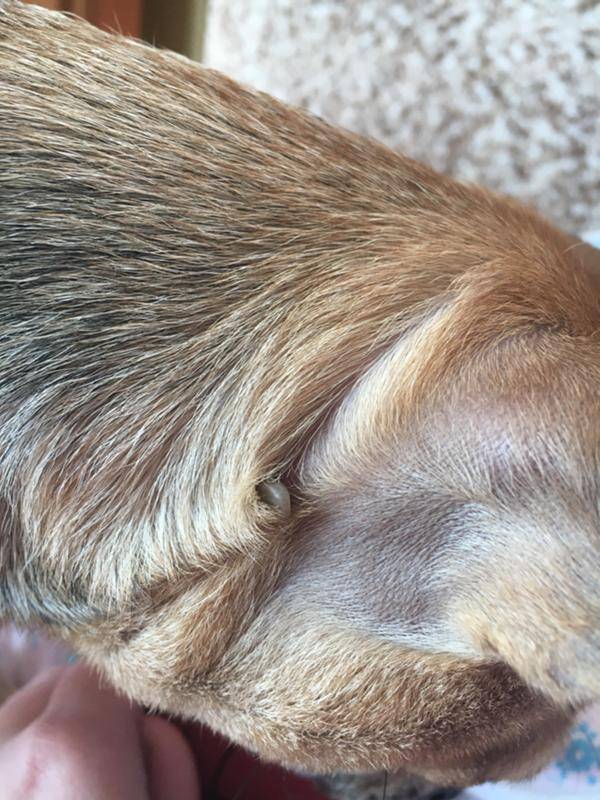 Собака чешет уши и трясет головой: причины и лечение