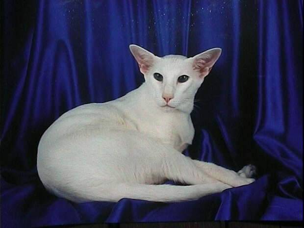 Кошки породы форин вайт
