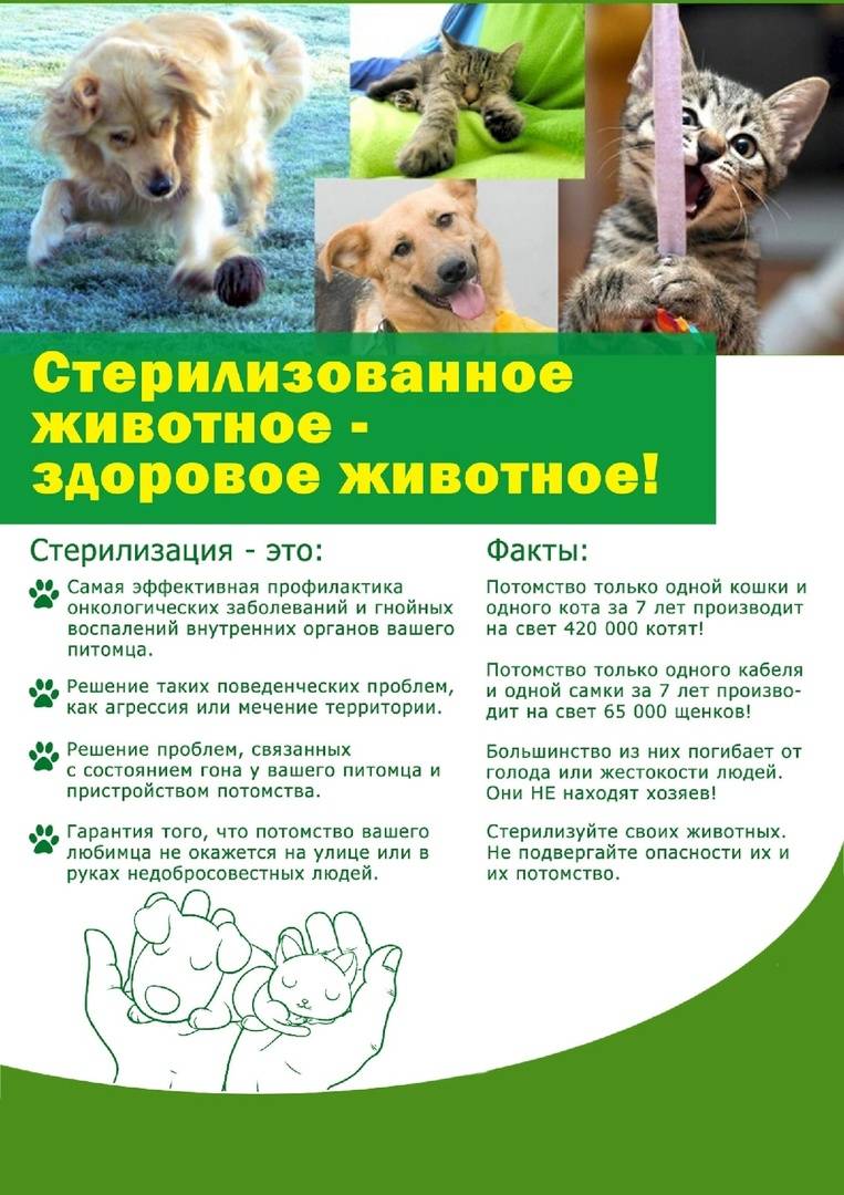 Кастрация собак: в каком возрасте делать и сколько стоит