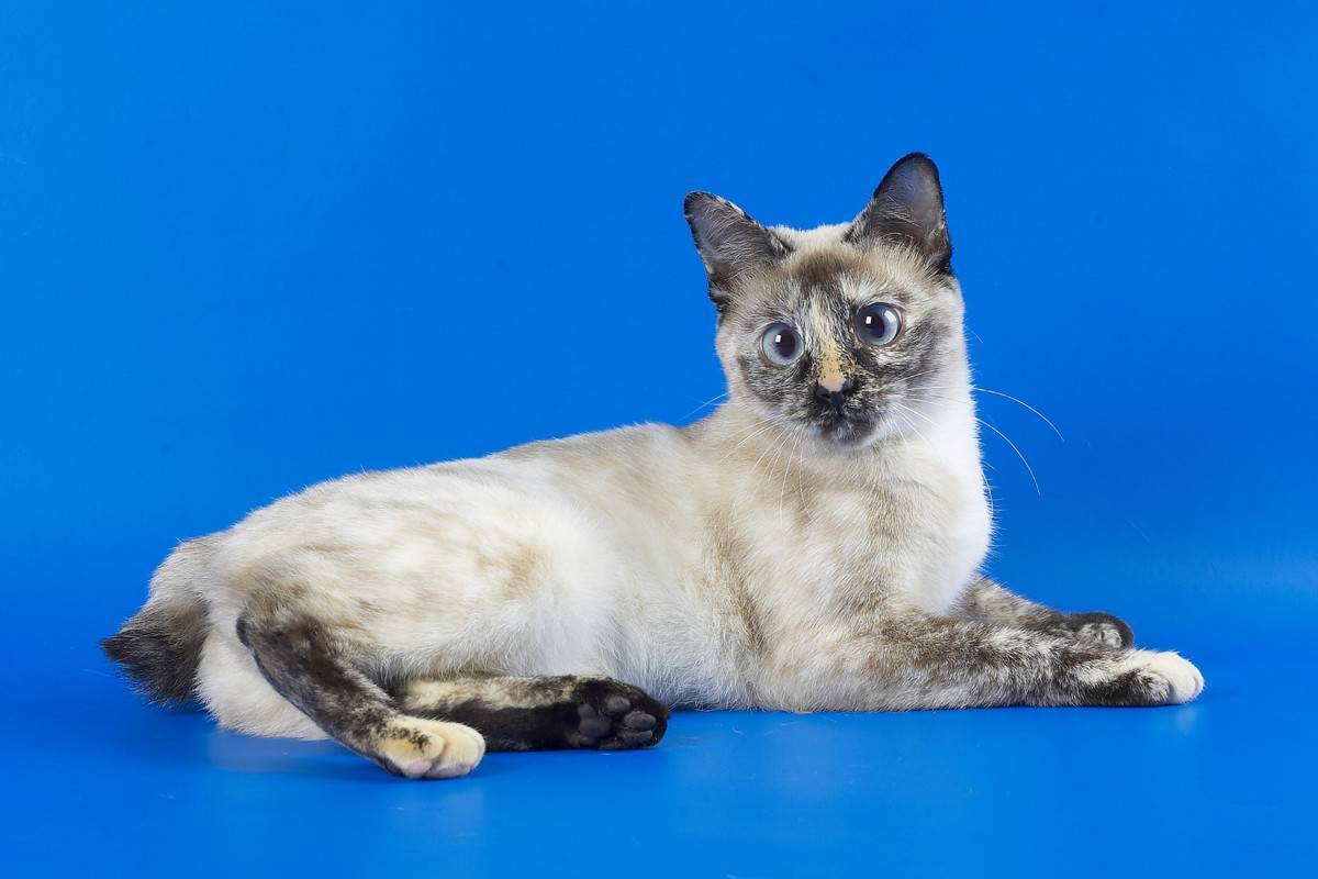Меконгский бобтейл - описание породы и характер кошки