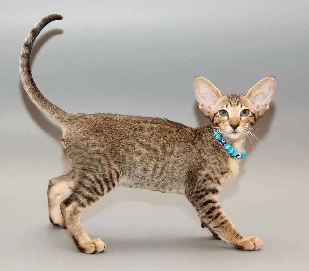 Кошки которые не вызывают аллергию