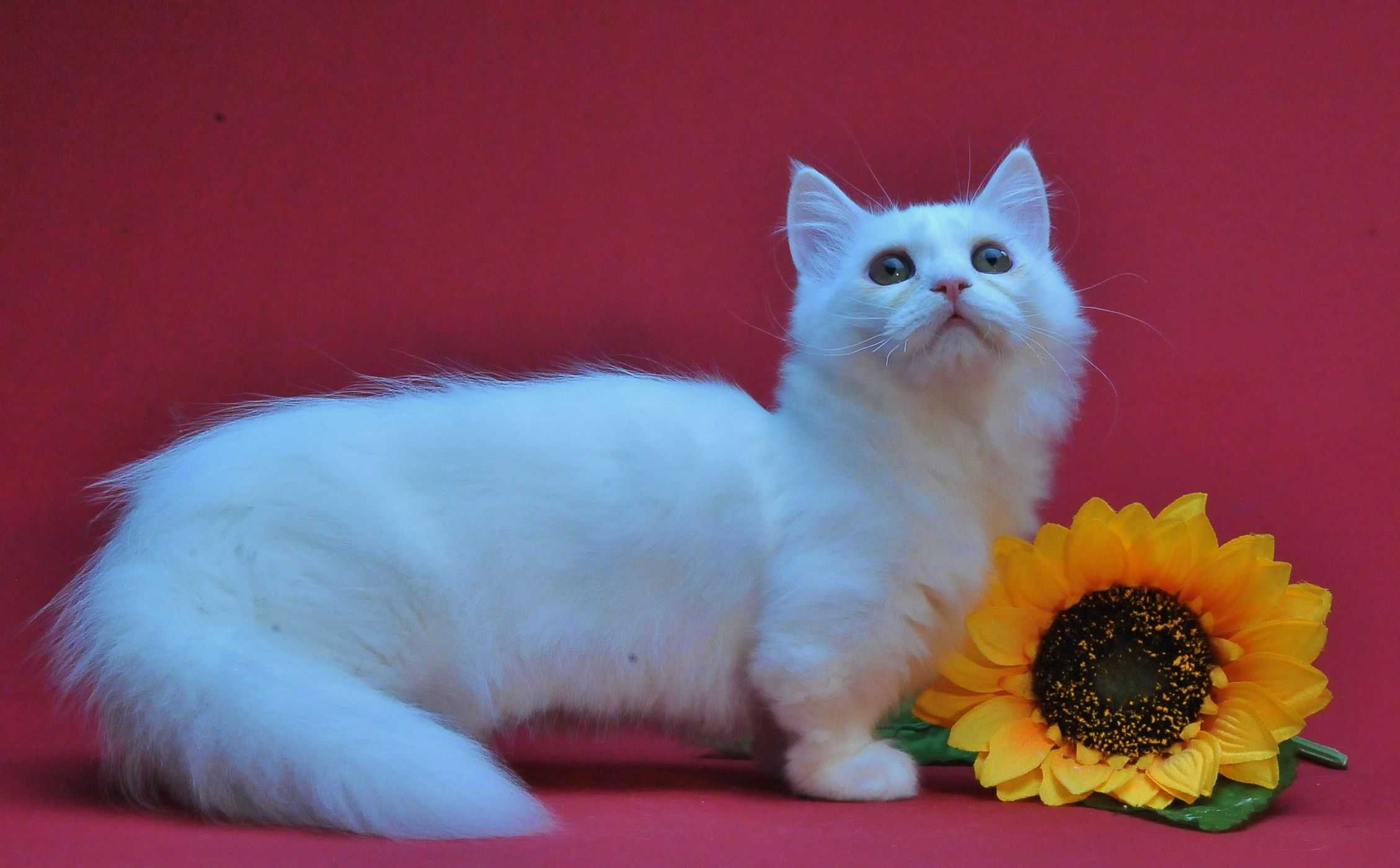 Наполеон кошка (менуэт): подробная характеристика породы кошек от а до я! топ-150 фото + интересные факты о породе