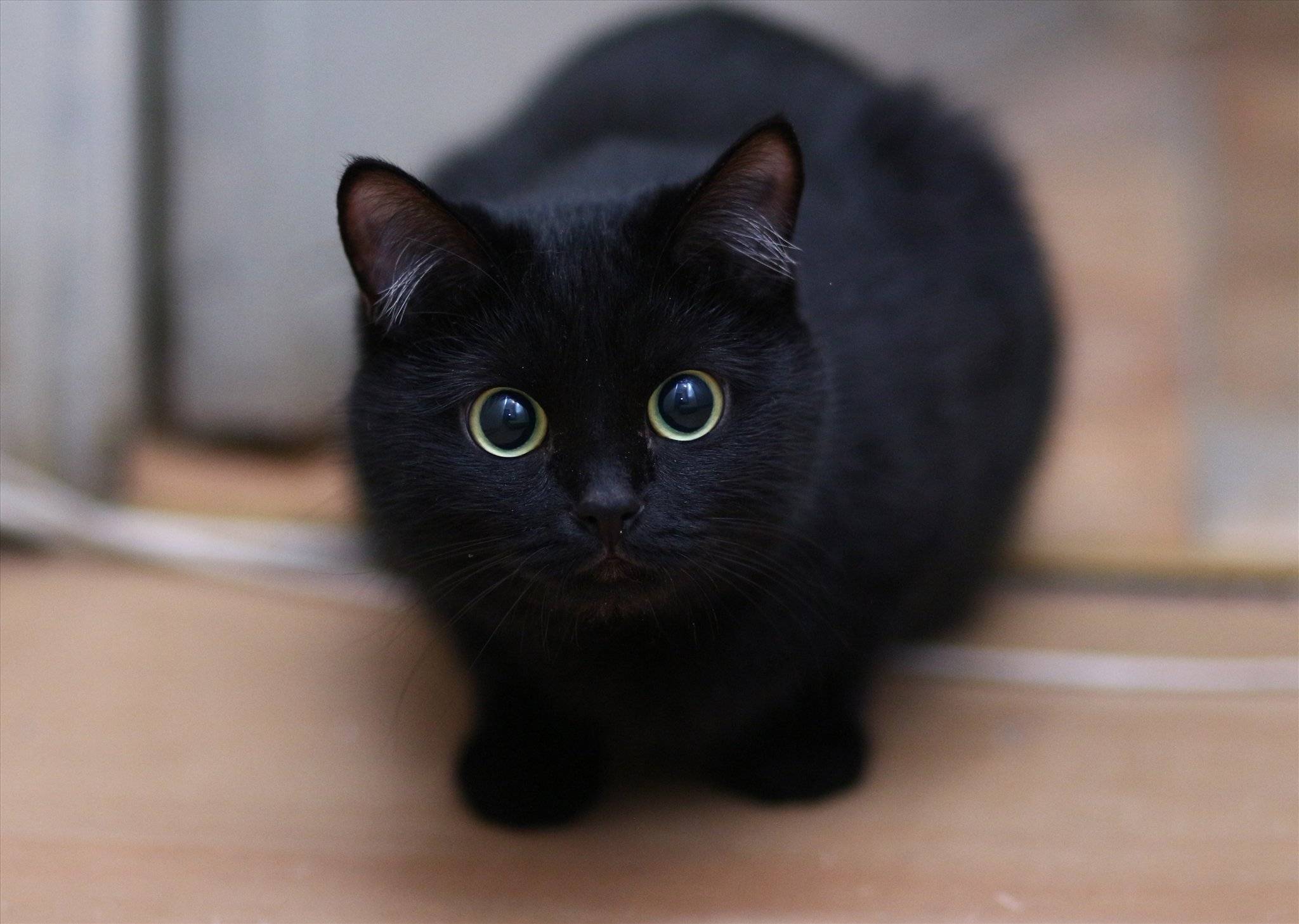 Самые красивые породы черных кошек: описание и фото