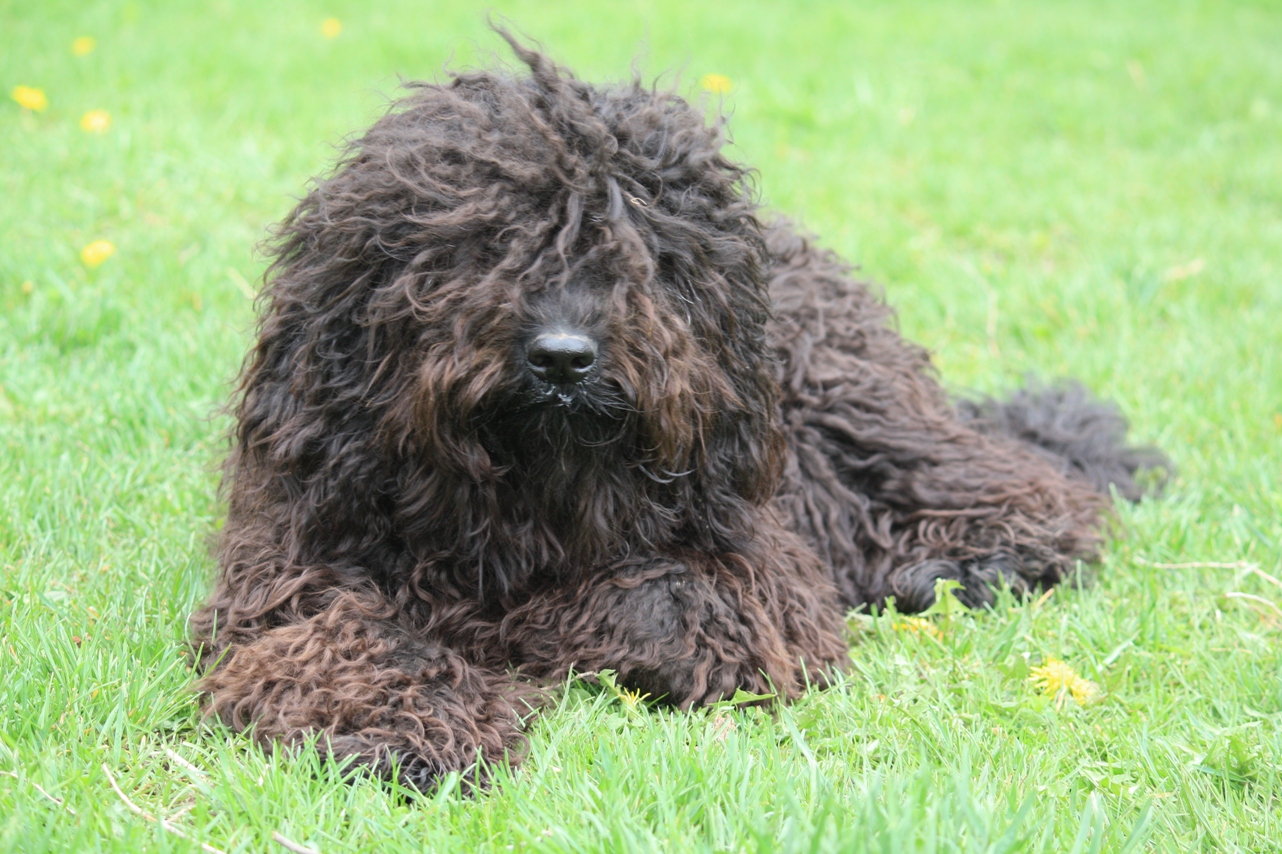 Барбет собака, или французский спаниель: особенности породы с фото, рекомендации по выбору щенка