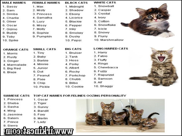 Японские имена для кошек