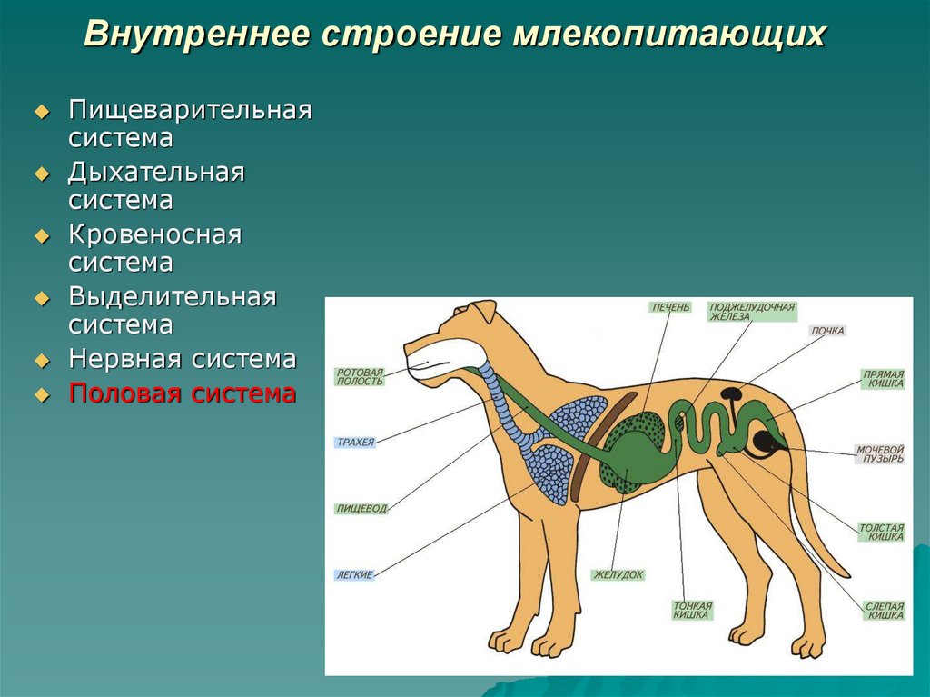 Cтати собаки ◈ основные части тела и строение собаки