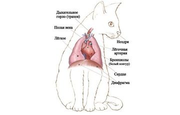 Герпес