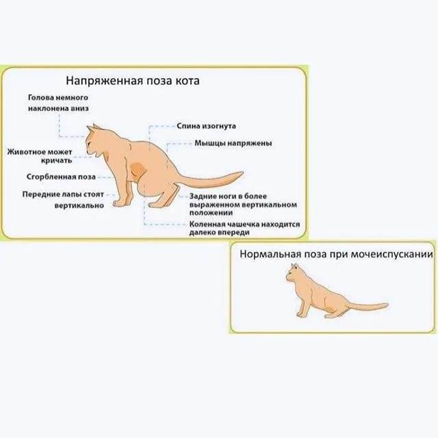 Симптоматика цистита у котов: способы самостоятельного лечения дома