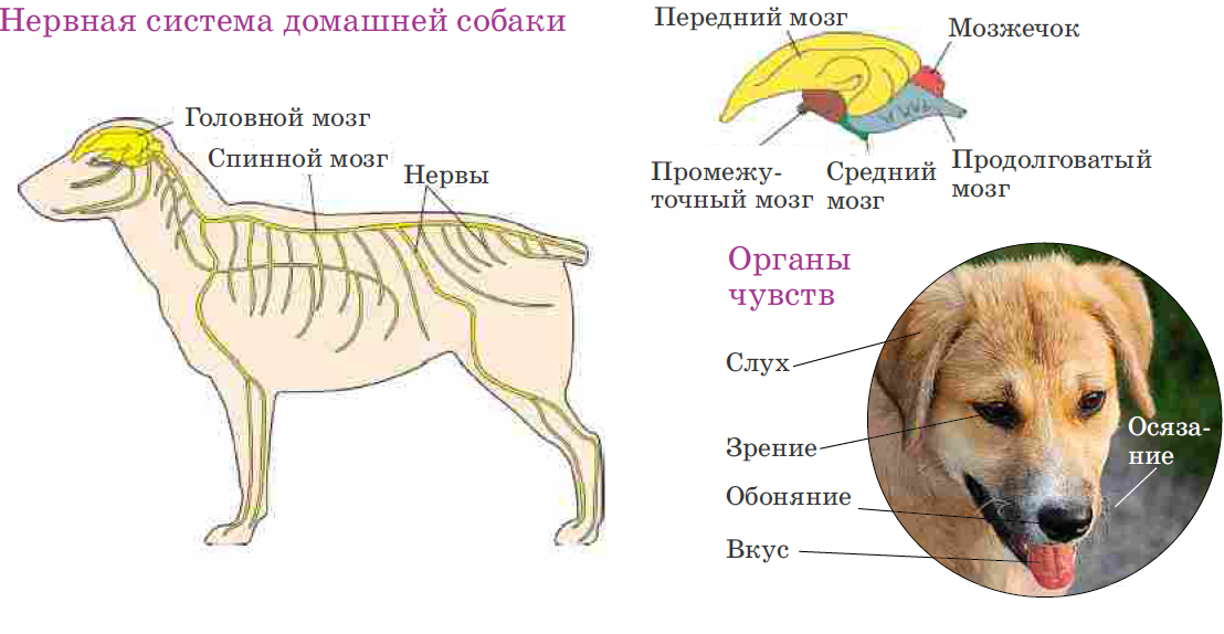 Какая причина того, что собака постоянно скулит? как решить эту проблему? когда нужно обратиться к ветеринару?