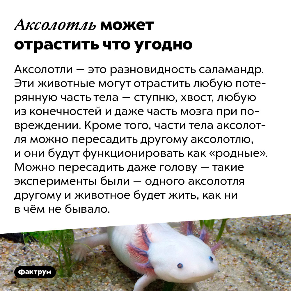 аксолотль содержание