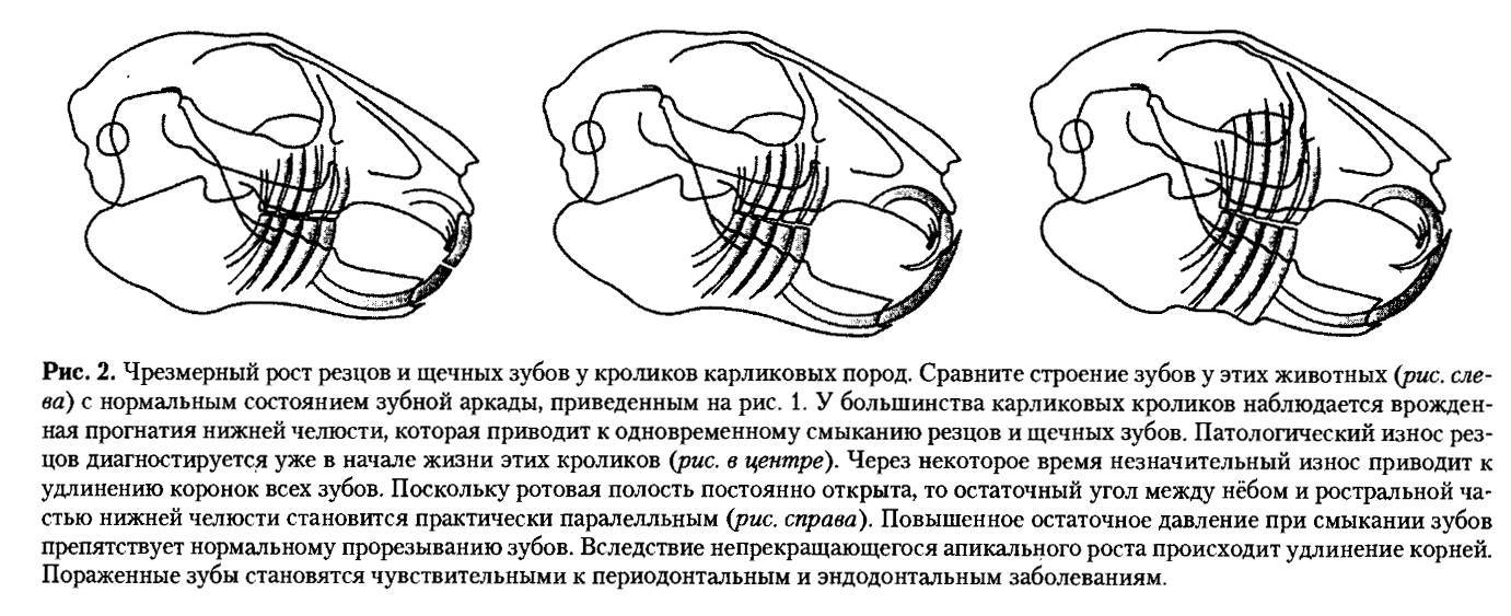 Зубы крысы — особенности, строение и интересные факты