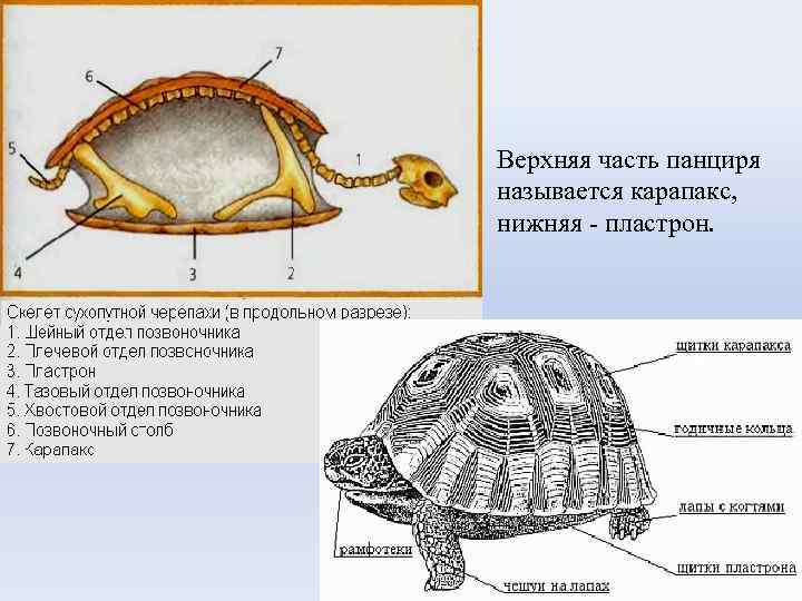Строение домашней черепахи: как выглядит и из чего состоит панцирь, есть ли зубы