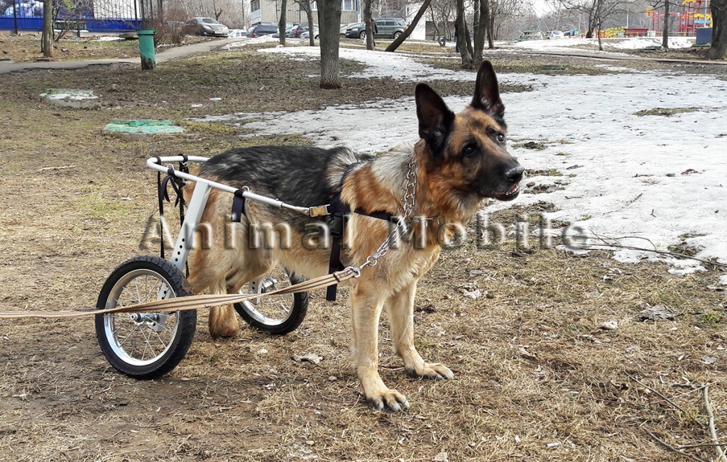 Обзор современных инвалидных колясок для собаки с отказом задних конечностей