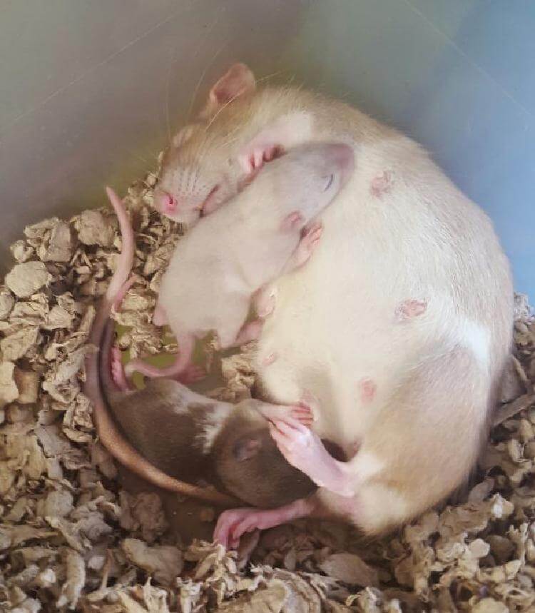 Сколько длится беременность у крыс, как понять что грызун вынашивает потомство