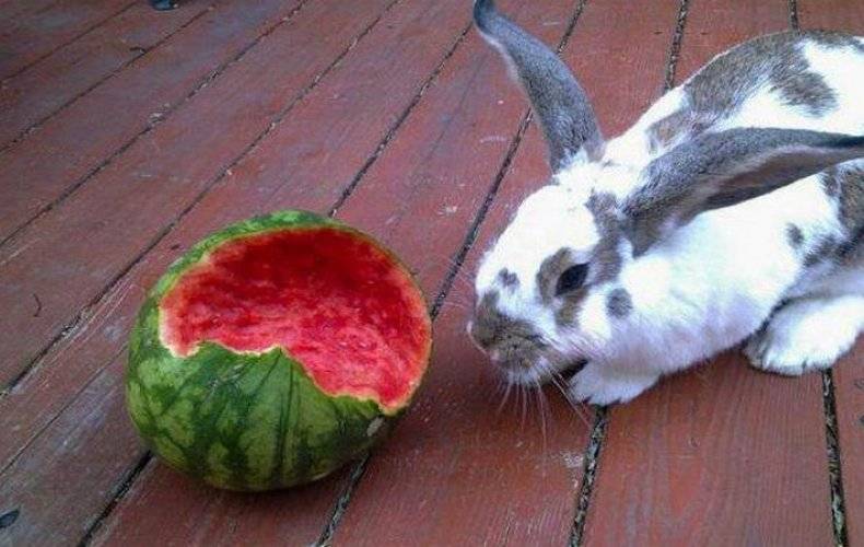 Можно ли кроликам давать арбузные корки и дыню: едят или нет?