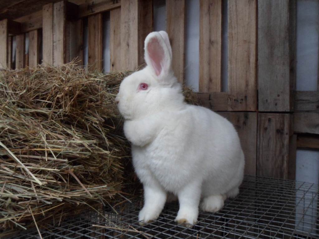 Новозеландский кролик: описание породы, характеристика