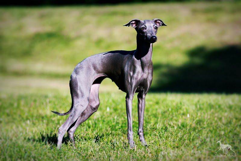 Левретка — фото, описание породы, особенности собаки