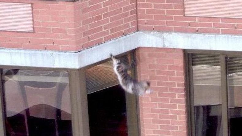 Кот упал из окна: как оказать первую помощь?