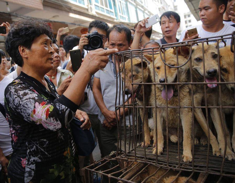 Породы собак которых едят китае — сайт эксперта по животным — howmeow