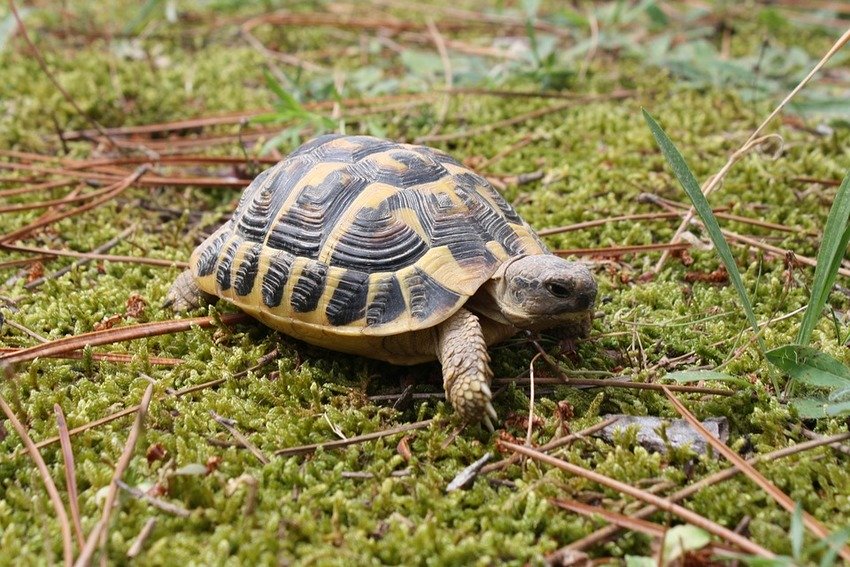 Сколько живет черепаха: как определить её возраст