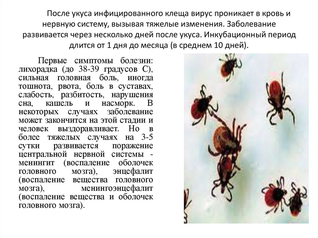 Клещевой энцефалит - симптомы, последствия, как не заразиться. что делать, если укусил клещ?