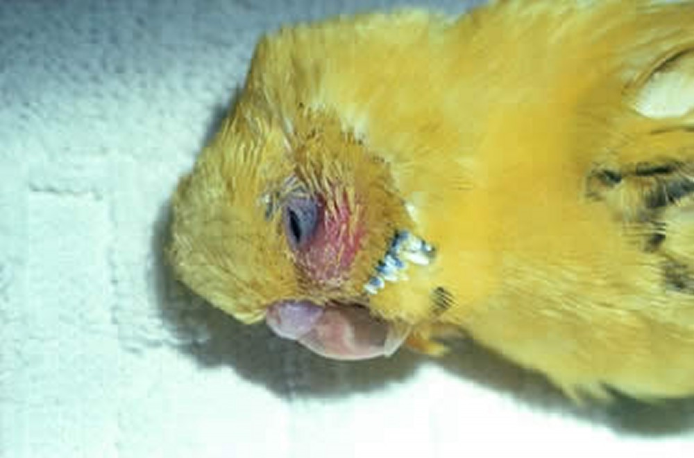 Болезни волнистых попугаев и их лечение в домашних условиях