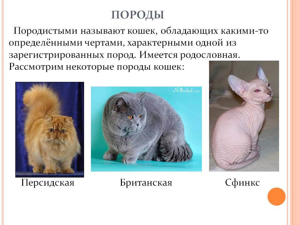 Рейтинг пород кошек. самые популярные породы кошек. самые популярные породы кошек в мире топ-10