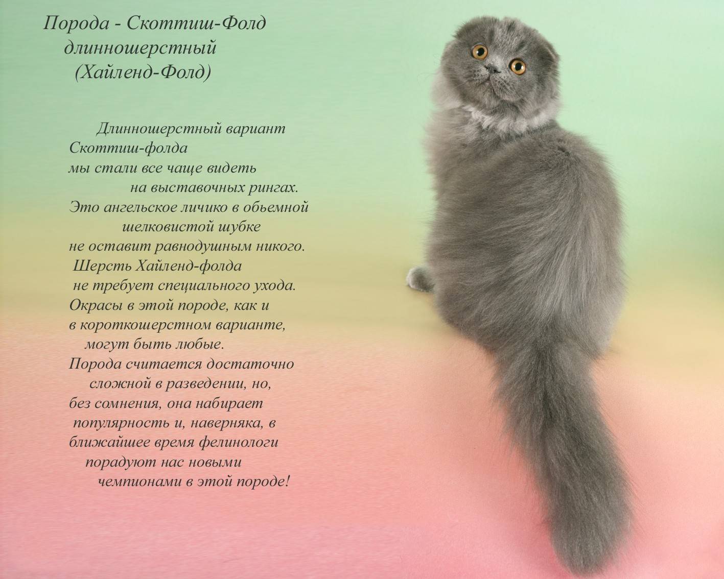 Шотландская вислоухая кошка (скоттиш-фолд)
