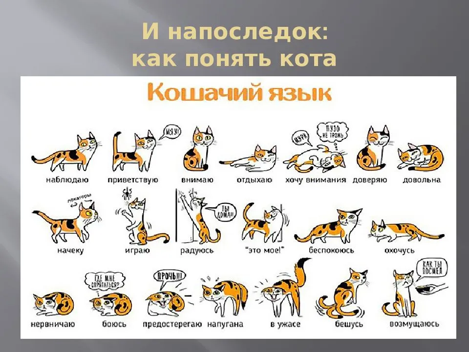 Почему кот трясет хвостом но не метит. язык тела и поведение кошки