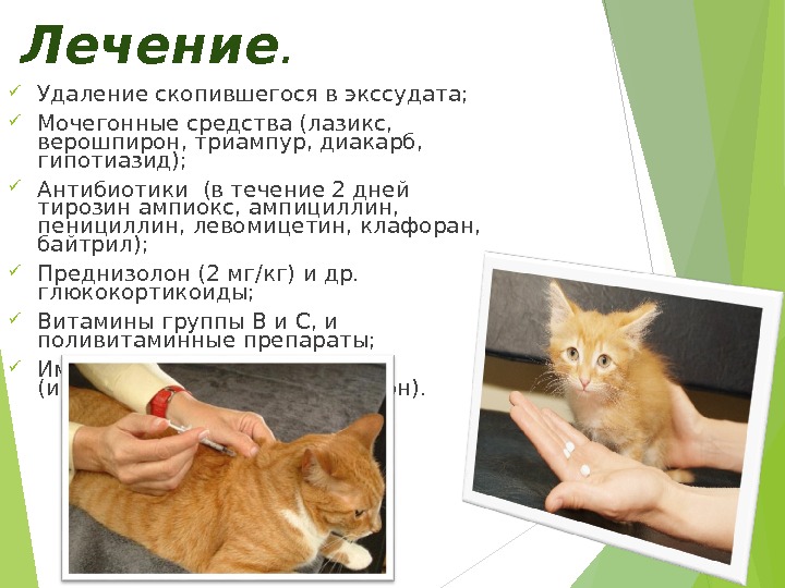 Перитонит у кошек: разновидности, опасность и методы лечения