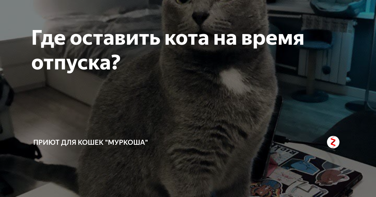 Ей нескем оставить кота. Где оставить кота. Передержка кота на время отпуска. Оставили кота на время отпуска. Где оставить животное на время отпуска.