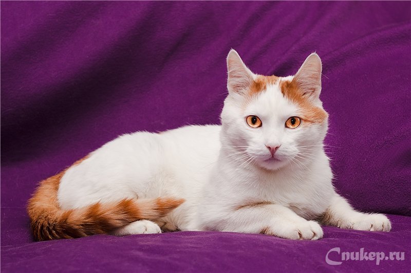 Турецкий ван: фото кошек данной породы и их описание