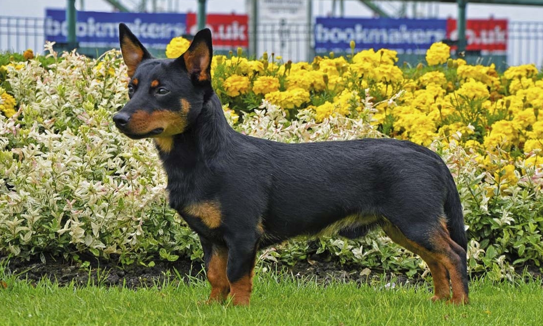 Ланкаширский хилер: фото собаки, описание внешности и характера породы