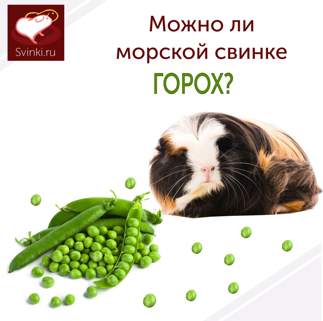 Список продуктов морская свинка: найдено 88 изображений