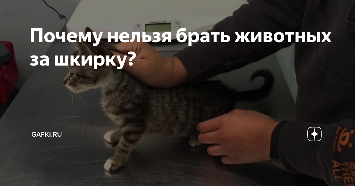 Как наказывать щенка за непослушание правильно: виды наказания и запрещенные методы - truehunter.ru
