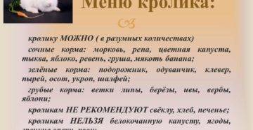 Можно ли кормить кроликов кукурузой? польза и вред