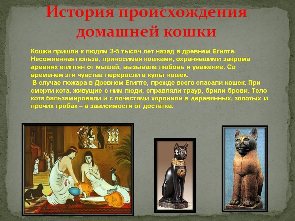 История кошек - происхождение и одомашнивание кошек, кошки в истории египта, россии, англии, японии, китае, востока, происхождение пород, всемирный день кошек - всё о кошках и котах
