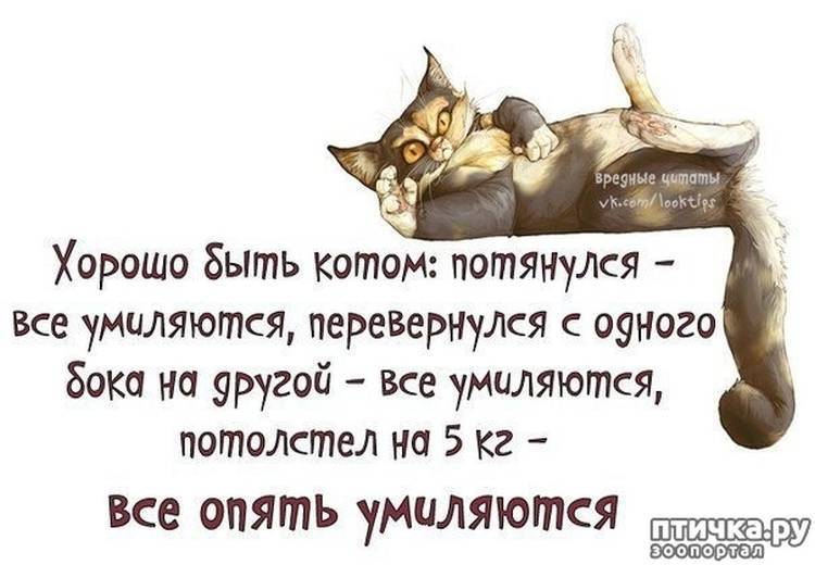 Цитаты и афоризмы про кошек
