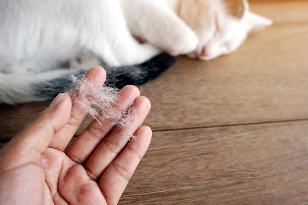 Аллергия на шерсть животных. Кошачья шерсть на одежде. Шерсть домашних животных. Как убрать шерсть у кошки