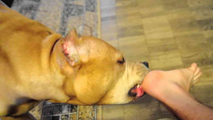 Если пес лизнул тебе ногу или руку, это особый знак! вот как понимать любимую собаку…
