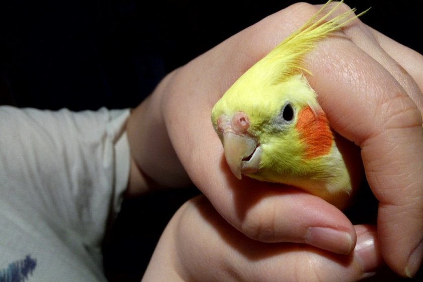 Попугай чихает — что делать? причины и лечение попугая