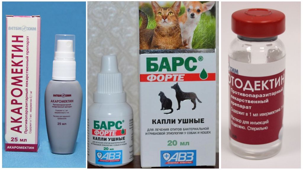 Отодектоз у кошек: лечение, капли, препараты