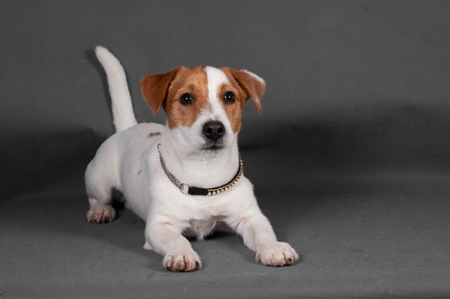 Джек-рассел-терьер: описание породы, характер собаки, фото