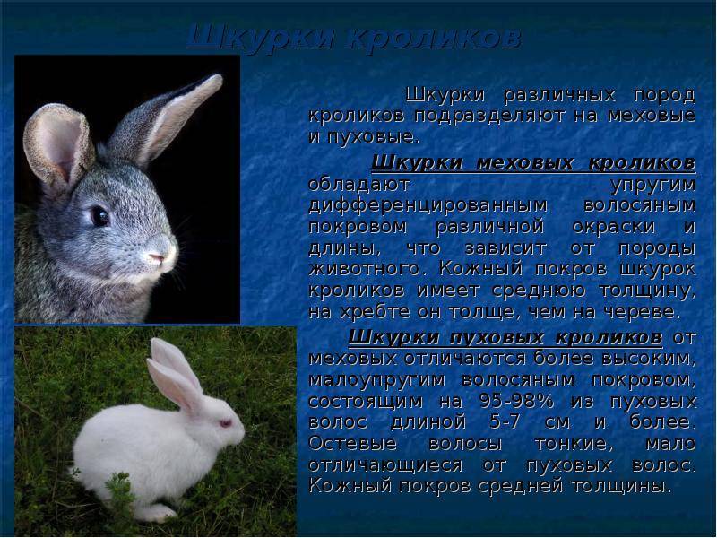 Породы кроликов - названия и фото (каталог)